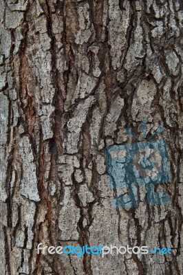 Close Up Texture Of Pine Bark Wood Use As Natural Plank Backgrou… Stock Photo