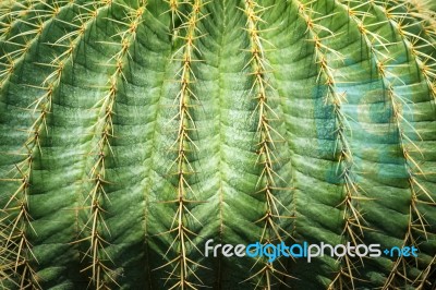 Close Up Textured Of Cactus Plant Stock Photo