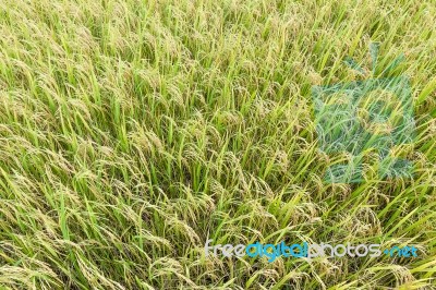 Close Up Top View Rice Fields Stock Photo