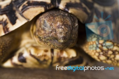 Close Up View Of A Cute And Small Leopard Tortoise Stock Photo