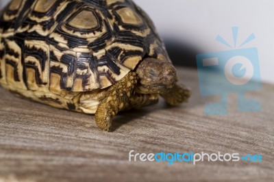 Close Up View Of A Cute And Small Leopard Tortoise Stock Photo