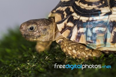 Close Up View Of A Cute And Small Leopard Tortoise Stock Photo