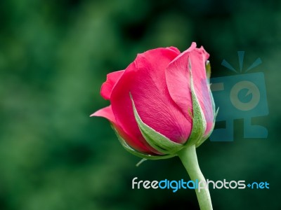 Close-up View Of A Pink Hybrid T Rose Stock Photo