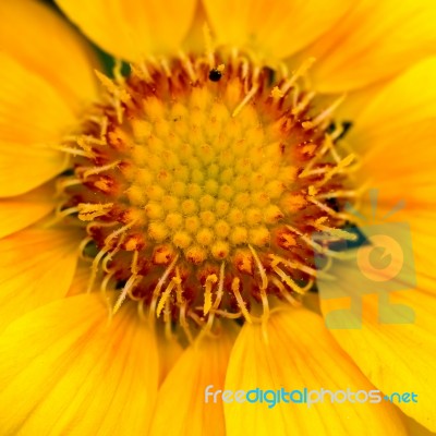 Close-up View Of A Yellow Gazania Flower Stock Photo