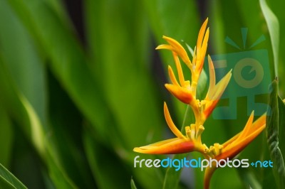 Close Up View Of Bird Of Paradise Flower Stock Photo