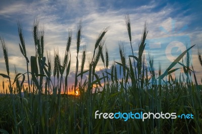 Close Up Wheat Field In Country Side Stock Photo