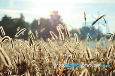 Close Up Wheat/grass Field Stock Photo