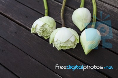 Close Up White Lotus Flower With Space On The Dark Wood Floor Stock Photo