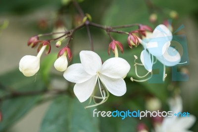 Close Up White Lovely Flower(clerodendrum Wallichii, Clerodendru… Stock Photo