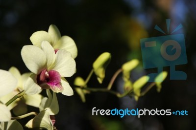 Close Up Yellow  And Soft Pink Orchid Flower Stock Photo