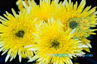 Close Up Yellow Chrysanthemum Flowers Stock Photo