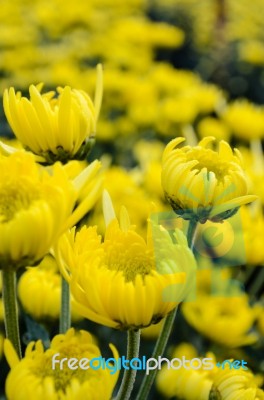 Close Up Yellow Chrysanthemum Flowers In Garden Stock Photo