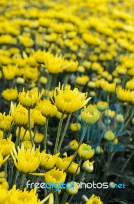 Close Up Yellow Chrysanthemum Flowers In Garden Stock Photo