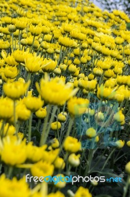 Close Up Yellow Chrysanthemum Flowers In Garden Stock Photo