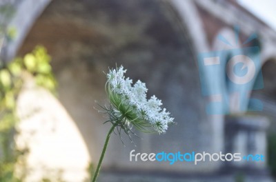 Close View Of A Beautiful White Flower Stock Photo