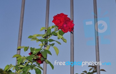 Close View Of Red Roses Behind A Bars Stock Photo