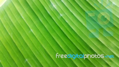 Closed Up Banana Leaf Stock Photo