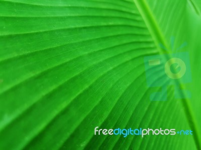 Closed-up Banana Leaf Stock Photo