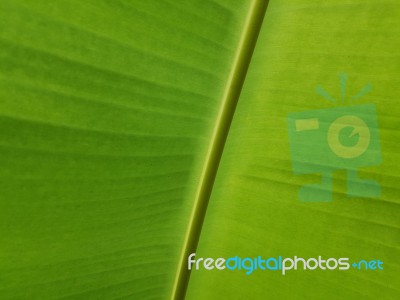 Closed Up Fresh Banana Leaf Stock Photo