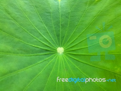 Closed Up Fresh Lotus Leaf Stock Photo