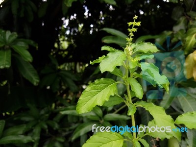 Closed Up Holy Basil Stock Photo