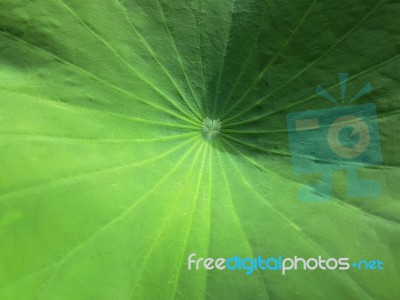 Closed Up Lotus Leaf Stock Photo