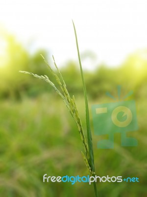 Closed Up Rice Paddy Stock Photo