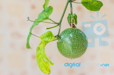 Closed-up View Of Fresh Passion Fruit. It Is Good Fruit For Diet… Stock Photo