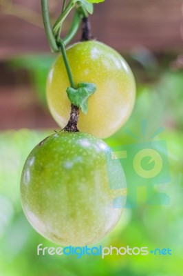 Closed-up View Of Ripe Passion Fruit. It Is Good Fruit For Dieti… Stock Photo