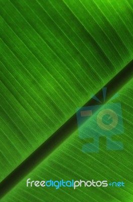 Closeup Banana Leaf Texture Stock Photo