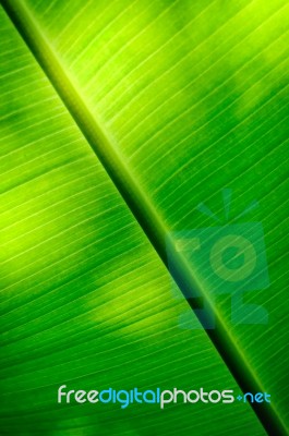 Closeup Banana Leaf Texture Stock Photo