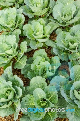 Closeup Cabbage Stock Photo