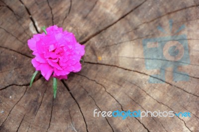 Closeup Common Purslane  Flower With Wood Background Stock Photo