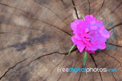 Closeup Common Purslane  Flower With Wood Background Stock Photo