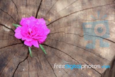 Closeup Common Purslane  Flower With Wood Background Stock Photo