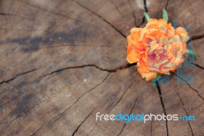 Closeup Common Purslane  Flower With Wood Background Stock Photo