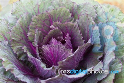 Closeup Fresh Violet Cabbage Stock Photo