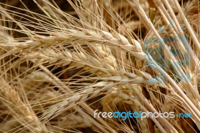 Closeup Golden Wheat Field And Sunny Day Stock Photo