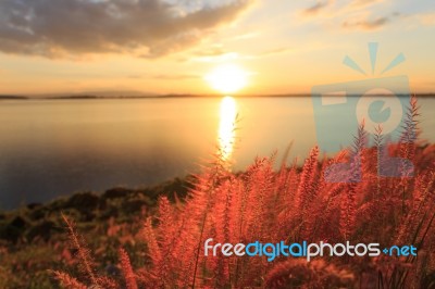 Closeup Grass At Sunset Beauty Landscape Background Stock Photo