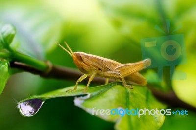 Closeup Grasshopper On Green Leaf Stock Photo