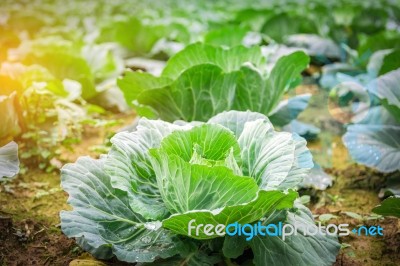 Closeup Green Head Of Cabbage Stock Photo