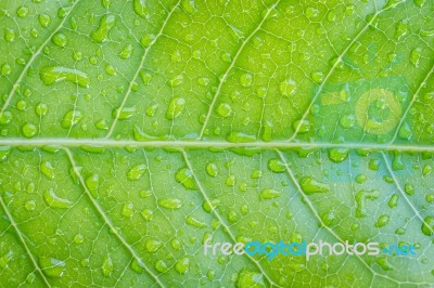 Closeup Green Leaf Texture Detail Stock Photo