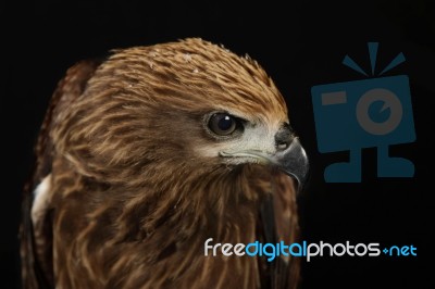 Closeup Hawk Isolate Stock Photo