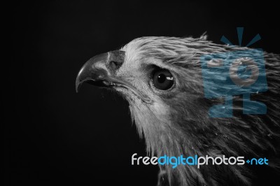 Closeup Hawk On Black Background Stock Photo