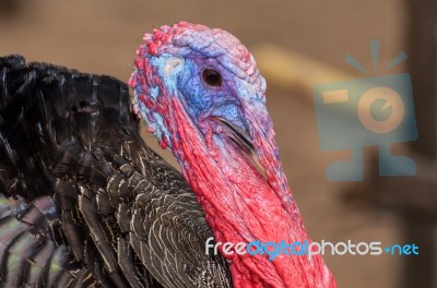 Closeup Head Of Male Wild Turkey Stock Photo