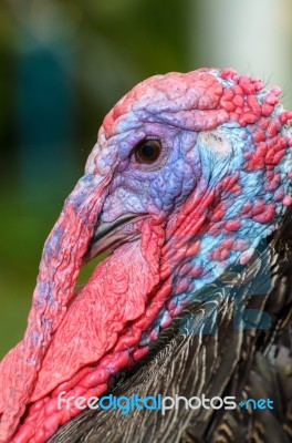 Closeup Head Of Male Wild Turkey Stock Photo