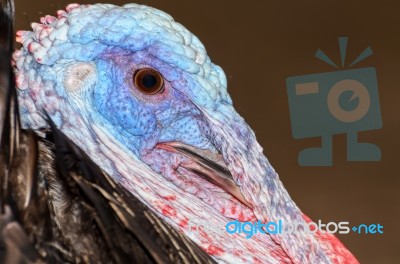 Closeup Head Of Male Wild Turkey Stock Photo