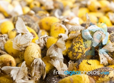 Closeup Image Of Silkworm  Spawn Stock Photo