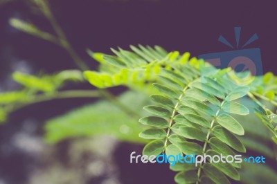 Closeup Leaves Stock Photo