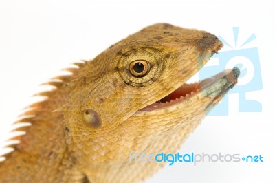 Closeup Lizard Small Reptile Stock Photo